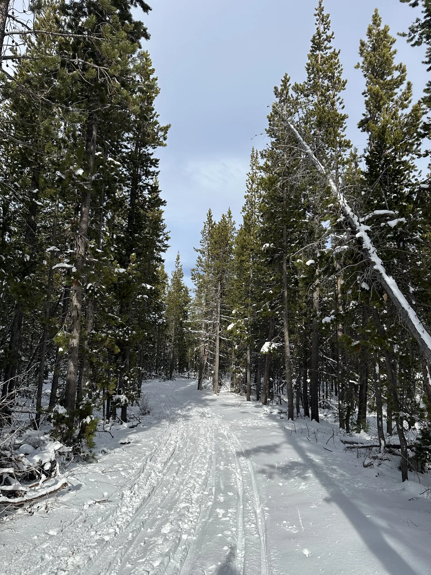 A snowy path through the trees in the woods in Bend, Oregon