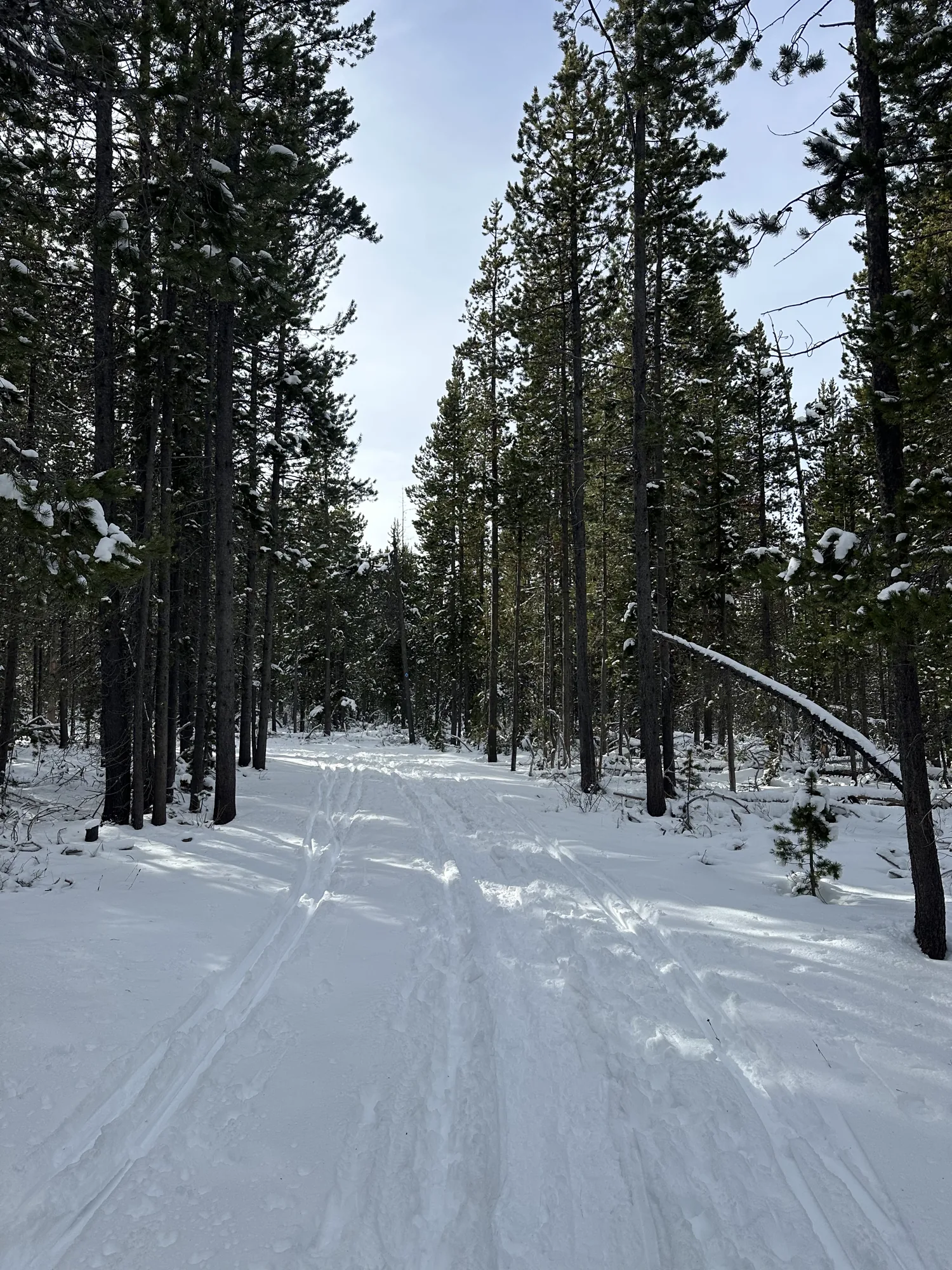 A trail through the woods in the snow in Bend, Oregon