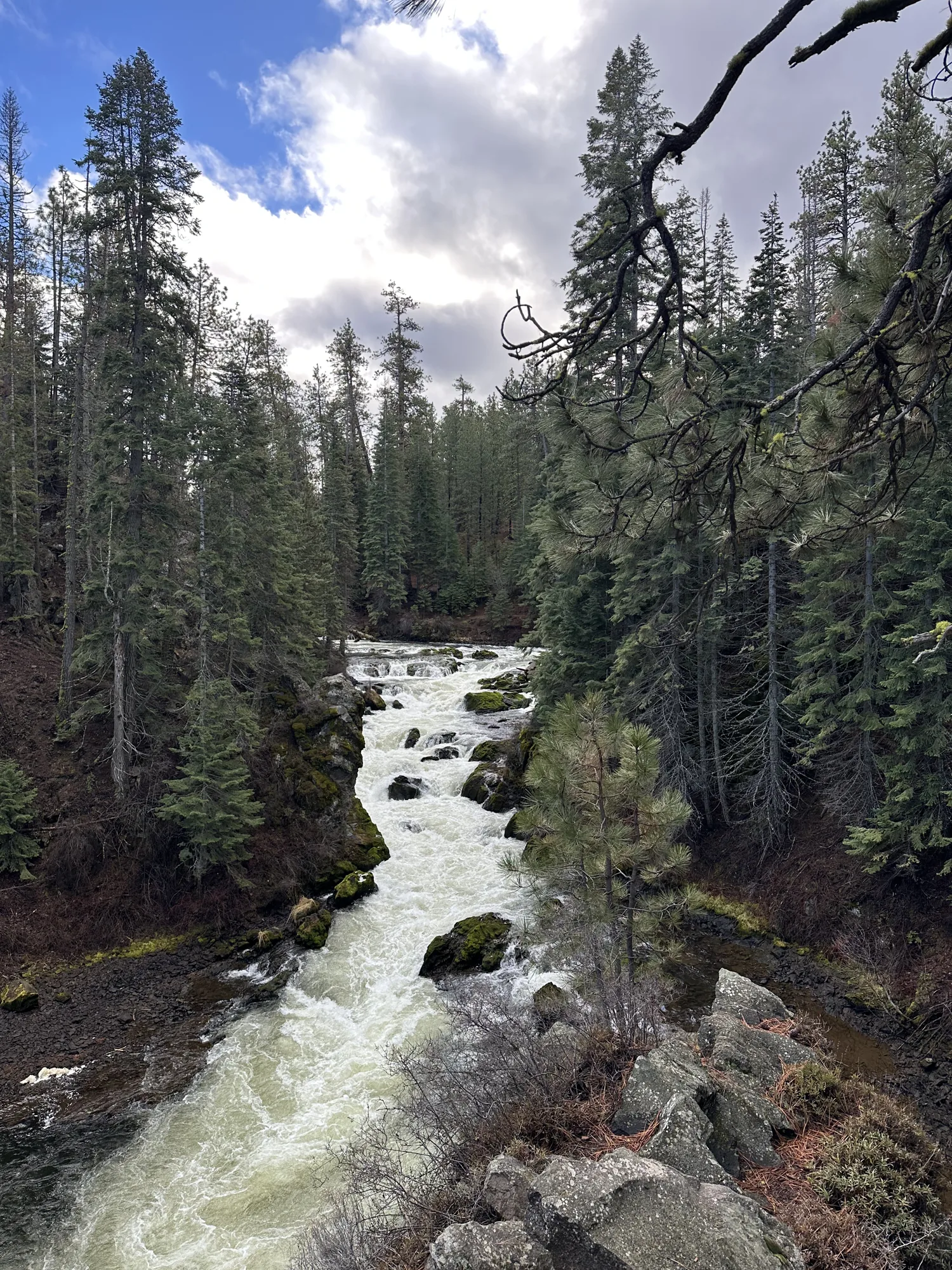 Clear river flowing through Central Oregon forest