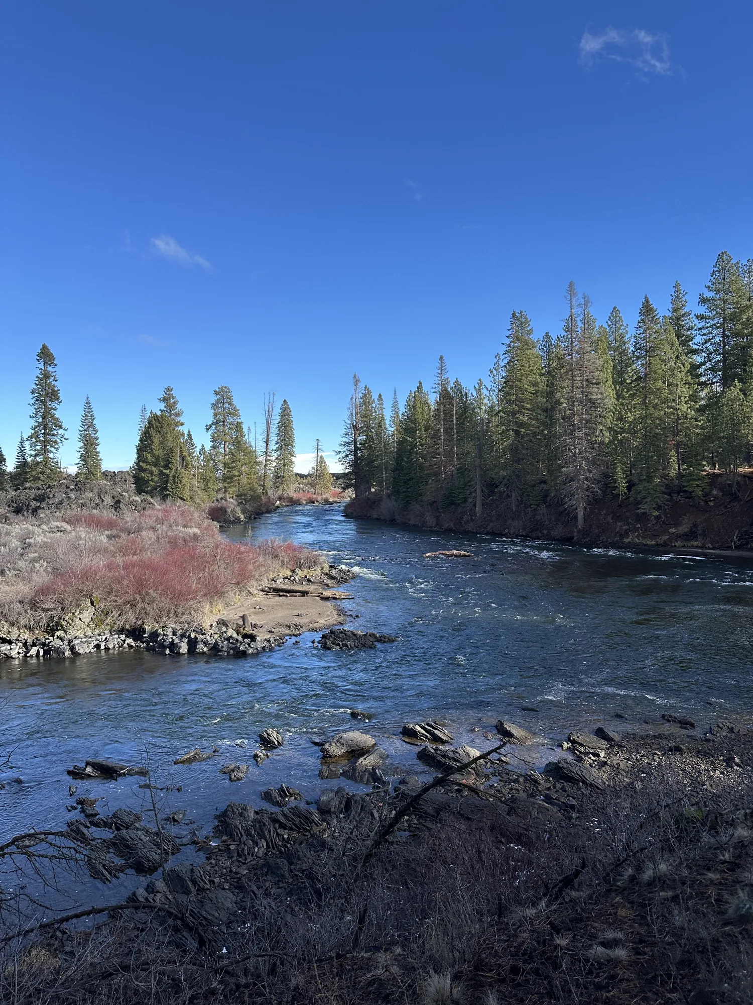 River running through pine forest in Central Oregon