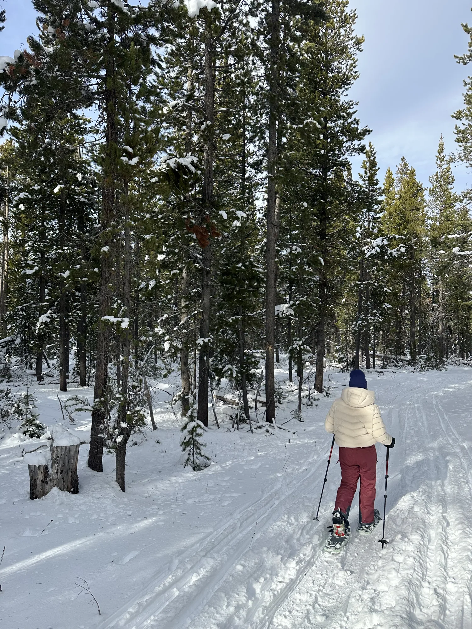 A cross-country skier on a snowy trail near Bend, Oregon