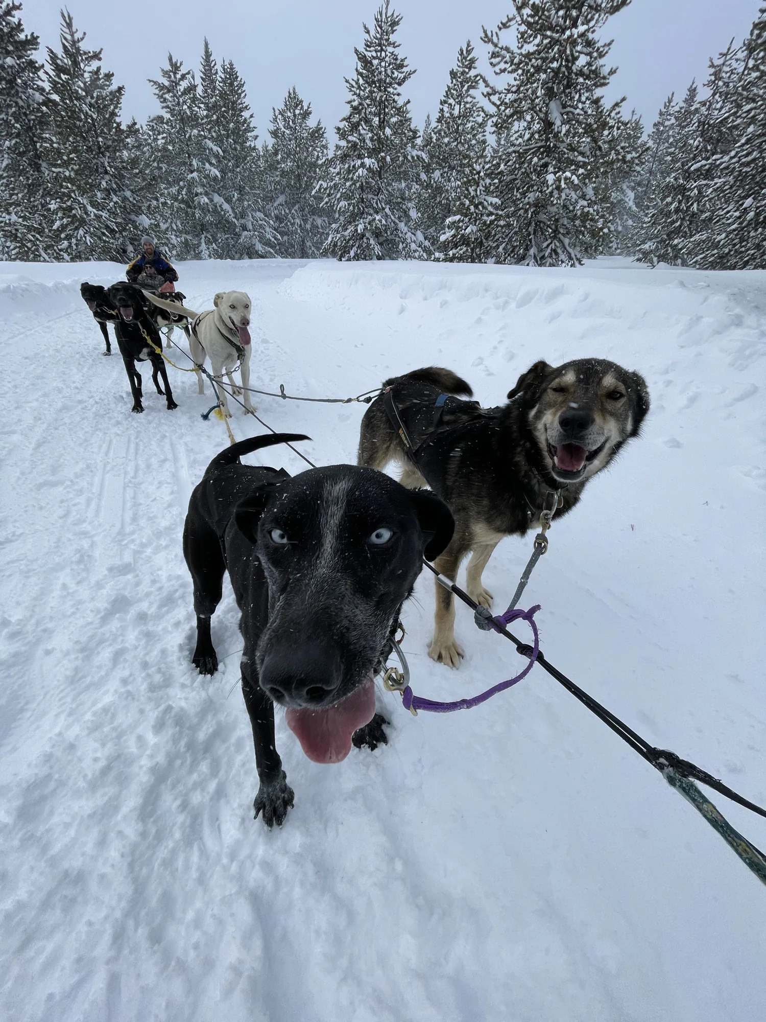 Two grinning sled dogs in harness on a snowy trail through snow-covered pines
