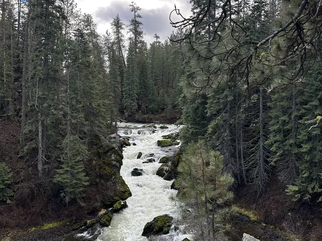 The Deschutes River running through pine forest
