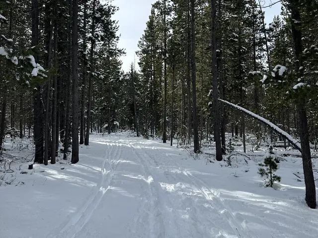 Snowy trail through ponderosa pines outside Bend