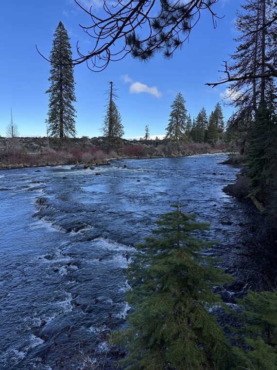 Whitewater on the Deschutes River framed by pines