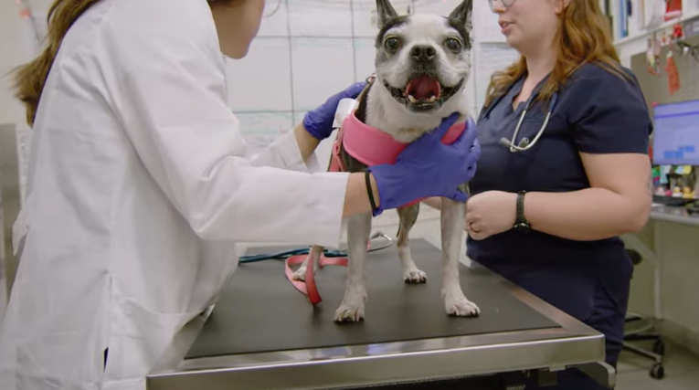 Ultimate Guide to the Best Veterinarians & Animal Hospitals in Bend, Oregon