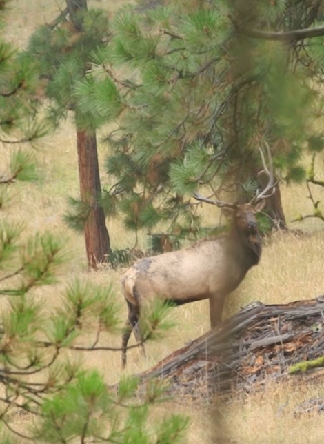 Best Guided Hunting Trips in Central Oregon & Surrounding Areas