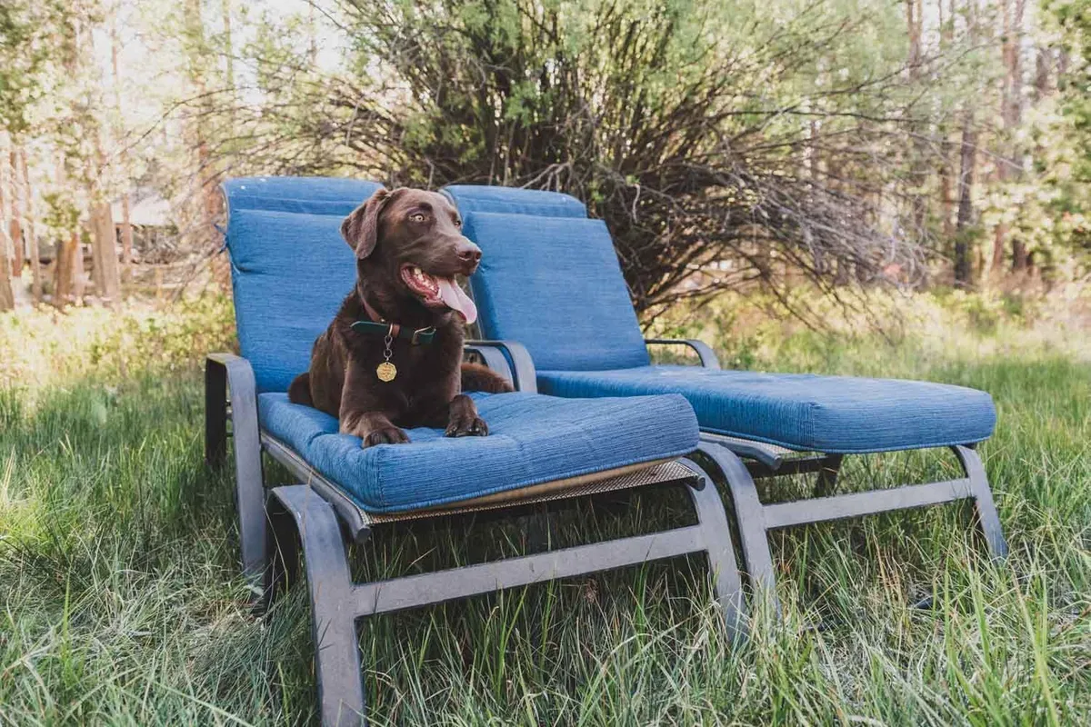 A dog relaxing on a patio lounger at a vacation home, from Central Oregon Vacation Homes