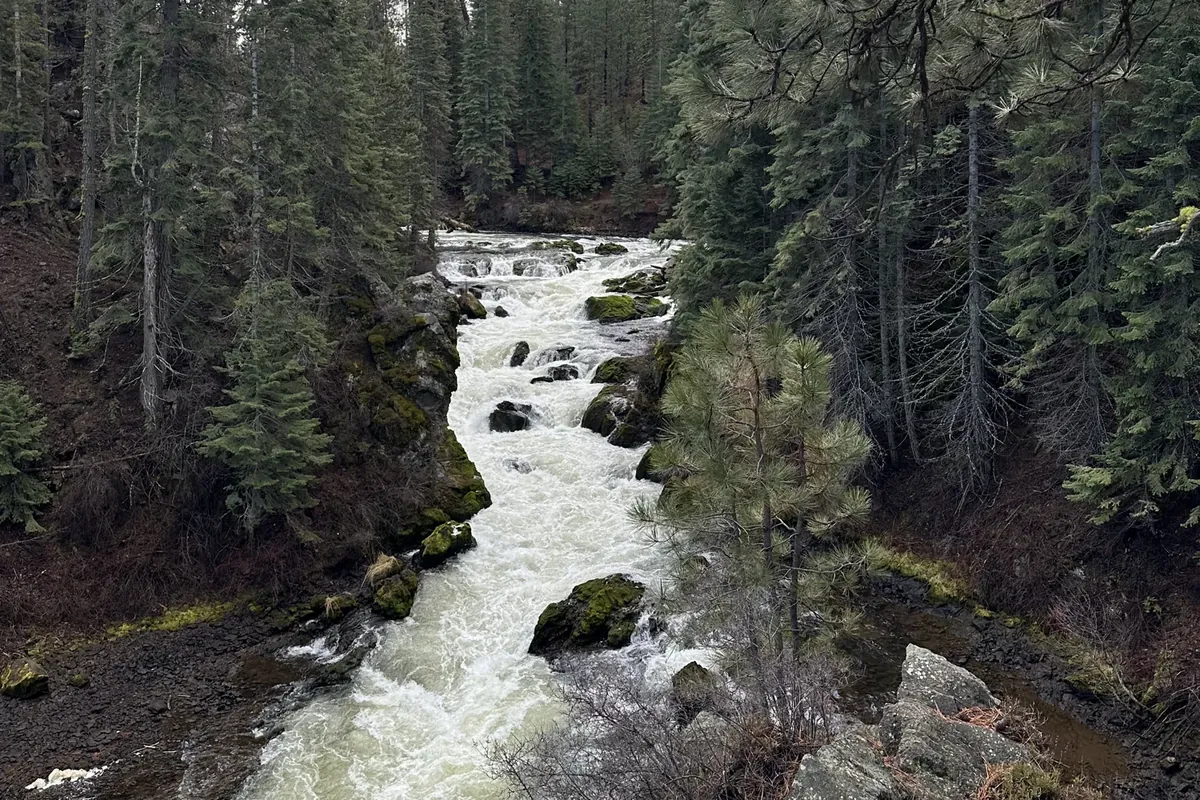 Snowmelt creek running through pine forest in the Cascades west of Bend, Oregon