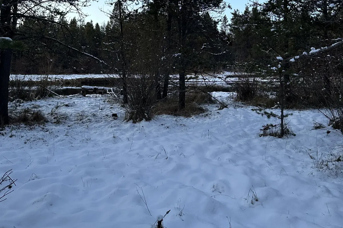 Snow covering a yard and ponderosa pines on a cold winter morning in Bend, Oregon