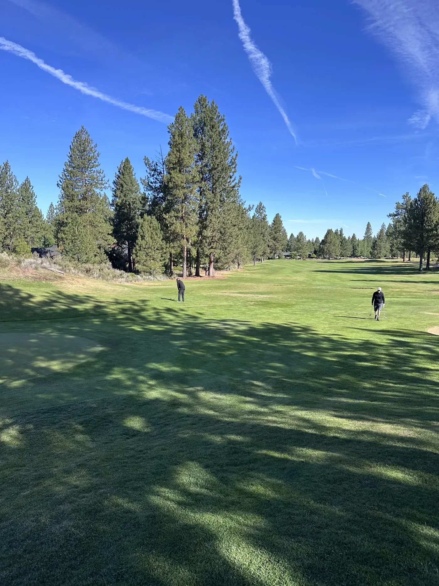 A golfer on a green fairway lined with ponderosa pines