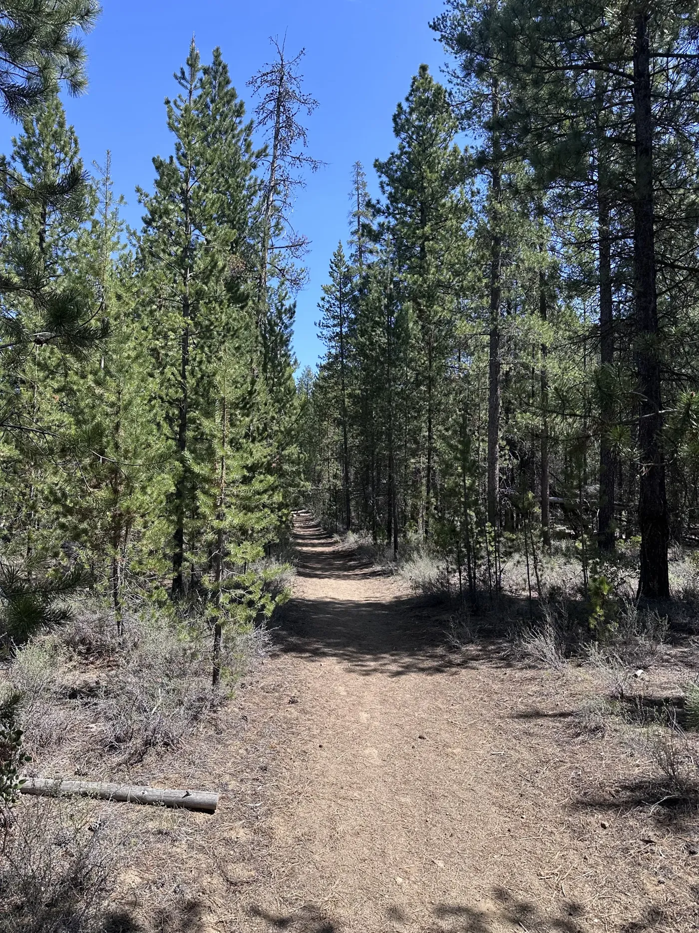 A dirt trail winding through tall ponderosa pines near Bend