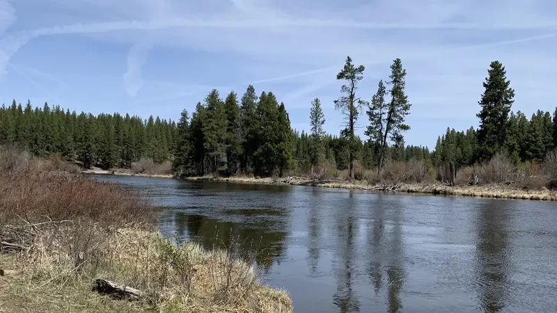 The Deschutes River running past pines on a spring day near Bend, Oregon