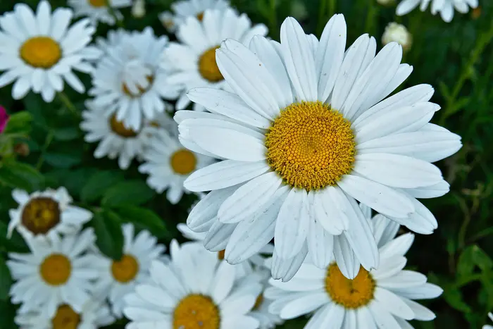 A bed of white daisies blooming in a Bend garden