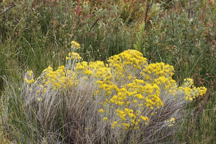 Yellow-flowering rabbitbrush shrubs among sagebrush and juniper on a canyon rim in Central Oregon